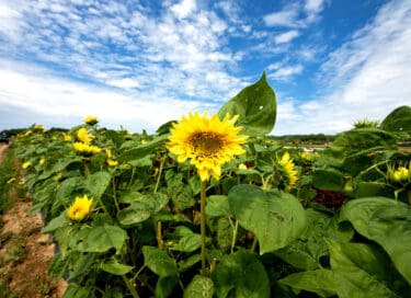 Sunflowers